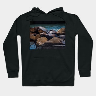 Snuggling Seals Pier 39 San Francisco Hoodie